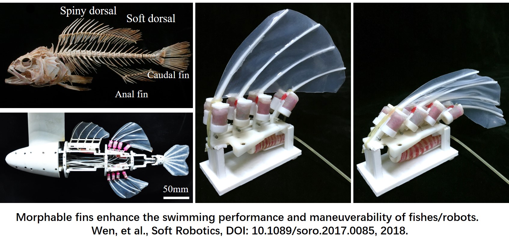 Robotic fish with multi-fins